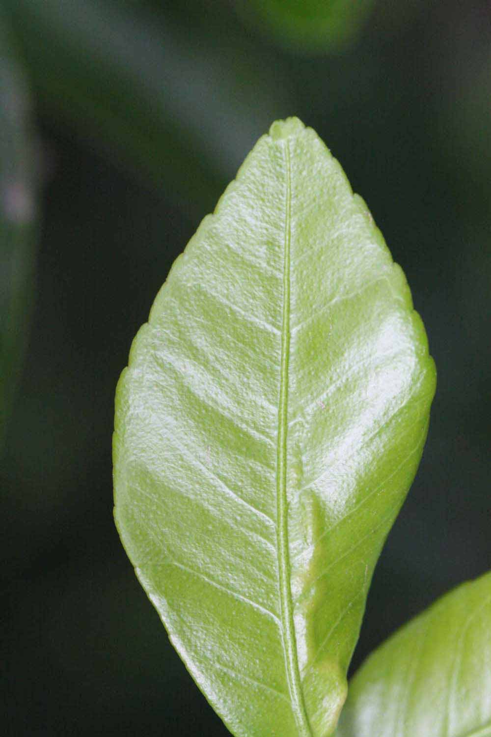              Margin (Kinokuni, Riverside, CA)       